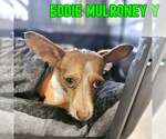 Small #7 Dachshund Mix