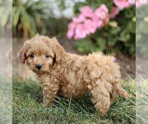 Cockapoo Puppy for sale in LINCOLN UNIVERSITY, PA, USA