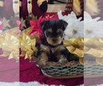 Puppy Male 1 Yorkshire Terrier
