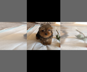 Yorkshire Terrier Puppy for sale in BETHLEHEM, GA, USA