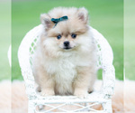 Small Photo #5 Pomeranian Puppy For Sale in WARSAW, IN, USA