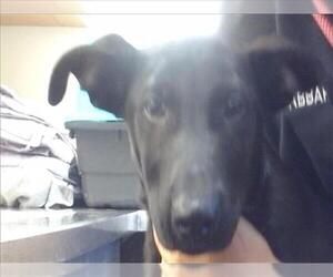 Labrador Retriever Dogs for adoption in Sacramento, CA, USA