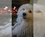 Small #3 Maltese Mix