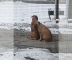 Small #23 Bullmastiff