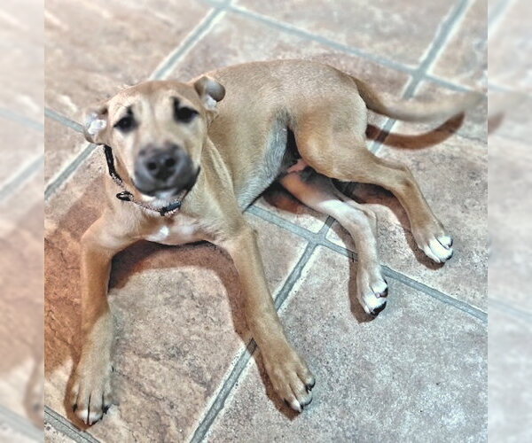 Medium Photo #3 Labrador Retriever Puppy For Sale in Rutherfordton, NC, USA