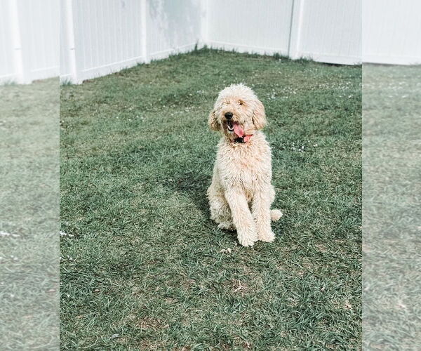 Medium Photo #1 Goldendoodle Puppy For Sale in Orlando, FL, USA