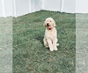 Goldendoodle Dogs for adoption in Orlando, FL, USA