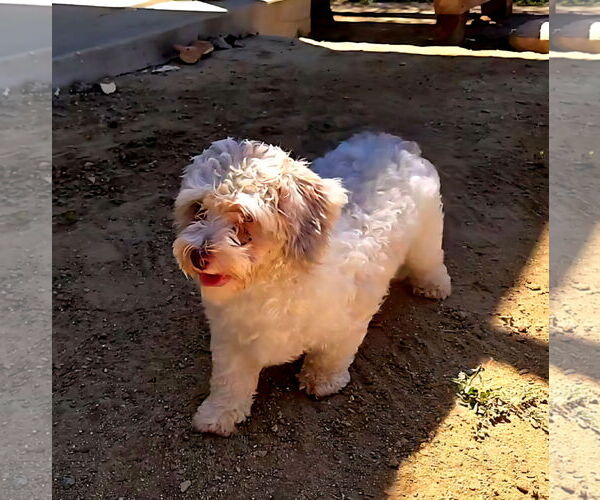 Medium Photo #4 Poodle (Miniature)-Unknown Mix Puppy For Sale in Fallbrook, CA, USA