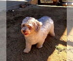 Small #3 Poodle (Miniature) Mix