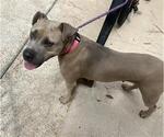 Small American Pit Bull Terrier
