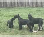 Small #4 Schnauzer (Giant)