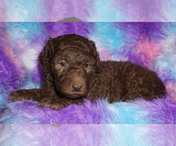 Medium Photo #1 Labradoodle Puppy For Sale in LA HABRA, CA, USA