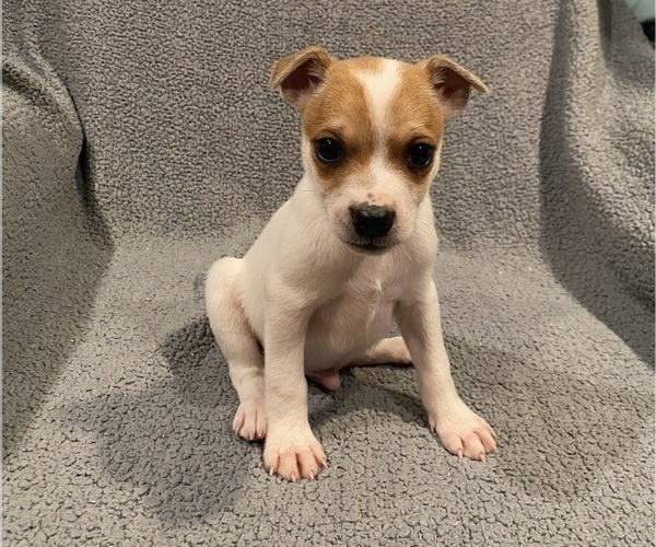 Medium Photo #4 Jack Russell Terrier Puppy For Sale in RICHMOND, MI, USA