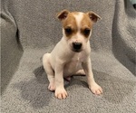 Small #3 Jack Russell Terrier