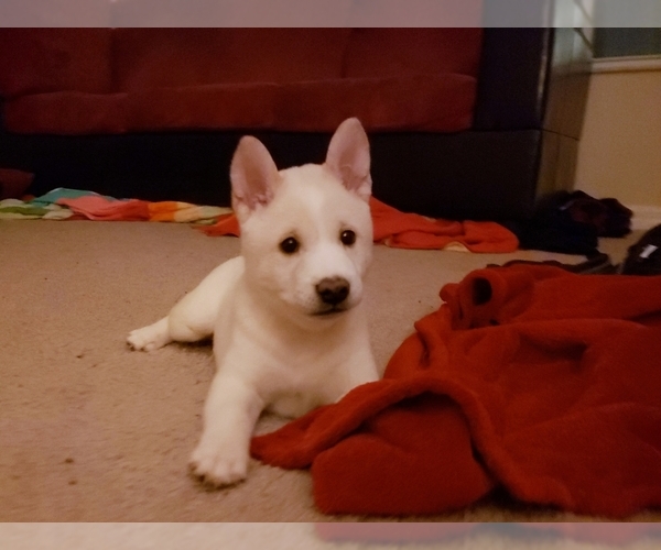 Puppyfindercom View Ad Photo 6 Of Listing Shiba Inu