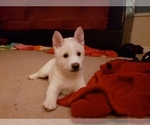 Small Photo #6 Shiba Inu Puppy For Sale in DAVENPORT, FL, USA