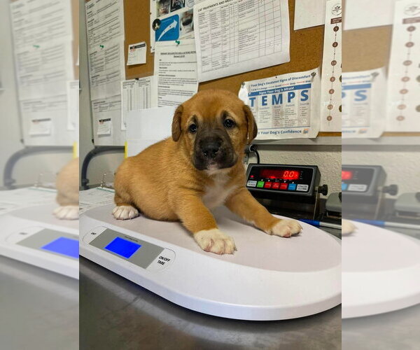 Medium Photo #4 Great Pyrenees-Mastiff Mix Puppy For Sale in Bolivar, MO, USA