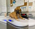 Small #3 Great Pyrenees-Mastiff Mix