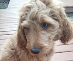 Small Photo #7 Goldendoodle-Poodle (Standard) Mix Puppy For Sale in ROGUE RIVER, OR, USA