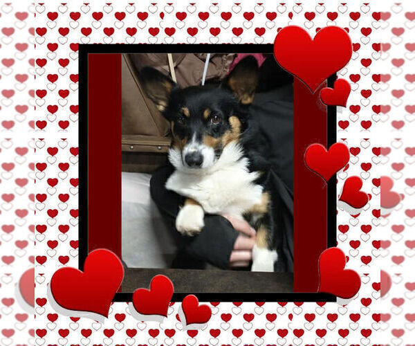 Medium Photo #1 Pembroke Welsh Corgi Puppy For Sale in GALLEGOS, NM, USA