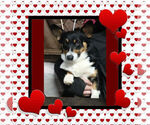 Small Photo #1 Pembroke Welsh Corgi Puppy For Sale in GALLEGOS, NM, USA