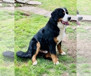 Father of the Bernese Mountain Dog puppies born on 03/13/2022