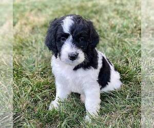 Bernedoodle Puppy for sale in CONESTOGA, PA, USA