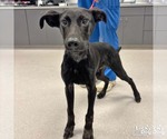 Small Retriever  Mix