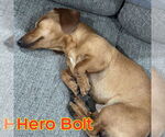 Small #4 Dachshund