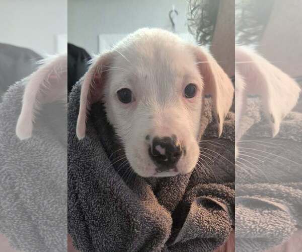 Medium Photo #1 Mutt Puppy For Sale in pomfret, CT, USA