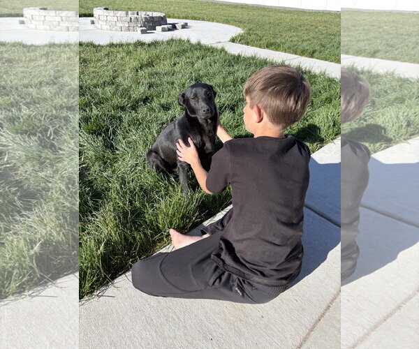 Medium Photo #5 Labrador Retriever Puppy For Sale in Sandy, UT, USA