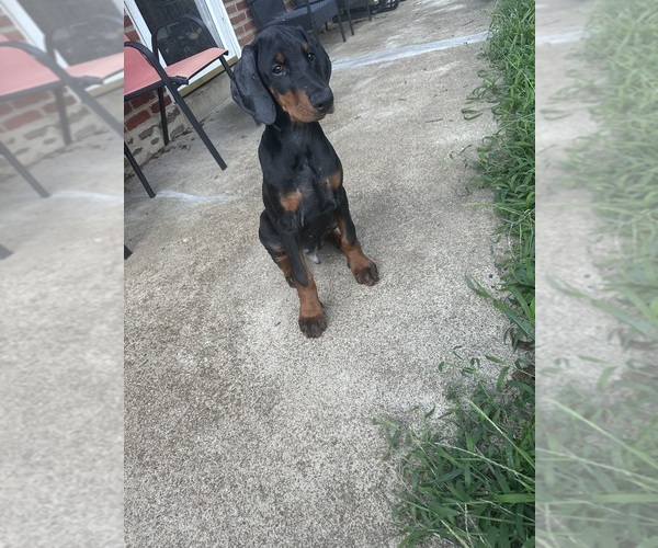 Medium Photo #1 Doberman Pinscher Puppy For Sale in WILMINGTON, DE, USA