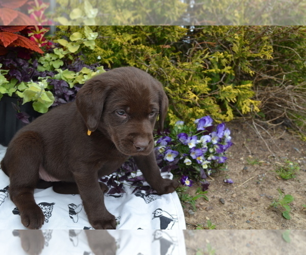 Medium Photo #12 Labrador Retriever Puppy For Sale in GREENWOOD, WI, USA