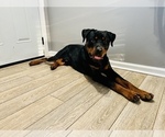 Small Photo #1 Rottweiler Puppy For Sale in ELIZABETH CITY, NC, USA