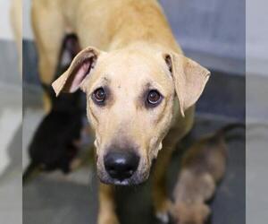 American Staffordshire Terrier-Unknown Mix Dogs for adoption in San Antonio, TX, USA