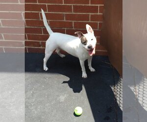 American Pit Bull Terrier-Bulldog Mix Dogs for adoption in Acworth, GA, USA