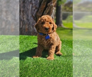 Goldendoodle Puppy for sale in INDIANAPOLIS, IN, USA