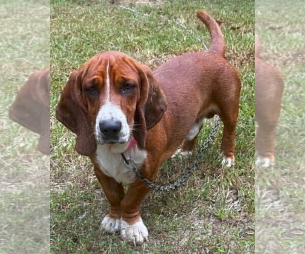 Medium Photo #1 Basset Hound Puppy For Sale in Deepwater, NJ, USA