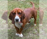 Small Basset Hound