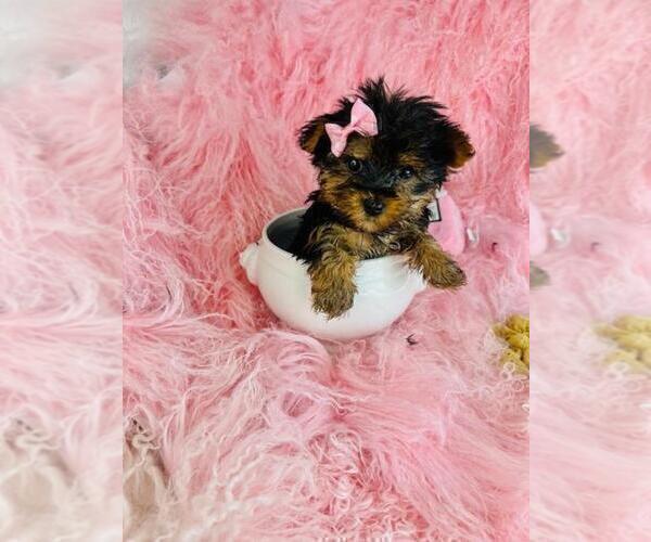 Medium Photo #21 Pomeranian Puppy For Sale in BOSTON, MA, USA