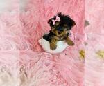 Small #20 Pomeranian