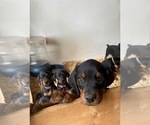 Small #10 Doberman Pinscher
