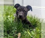 Small #1 American Staffordshire Terrier Mix
