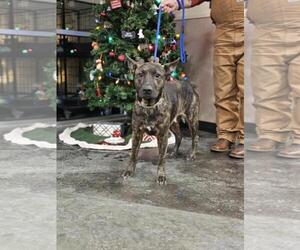 Holland Shepherd-Unknown Mix Dogs for adoption in Rockwall, TX, USA