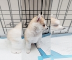 Small Photo #5 Pomsky Puppy For Sale in BOSTON, MA, USA