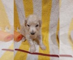 Small Photo #67 Bordoodle Puppy For Sale in COPPERAS COVE, TX, USA