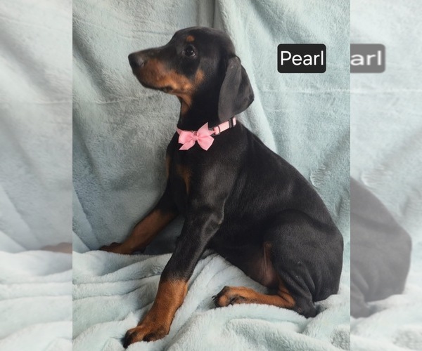 Medium Photo #4 Doberman Pinscher Puppy For Sale in POMEROY, OH, USA