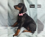 Small #3 Doberman Pinscher
