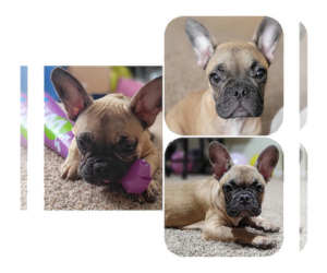 French Bulldog Puppy for sale in TAMPA, FL, USA