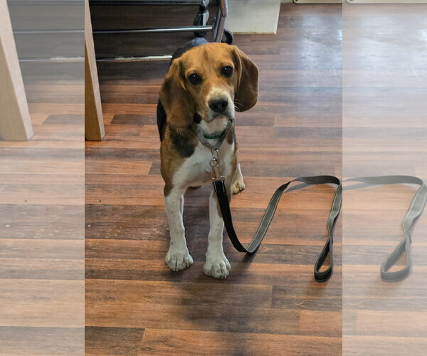 Medium Photo #5 Beagle Puppy For Sale in Las Vegas, NV, USA